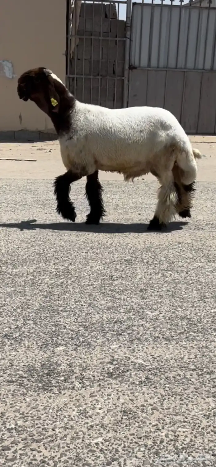 طلي صنف فاخر مشروع فحل 1
