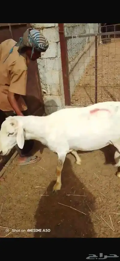 خروف حري 2