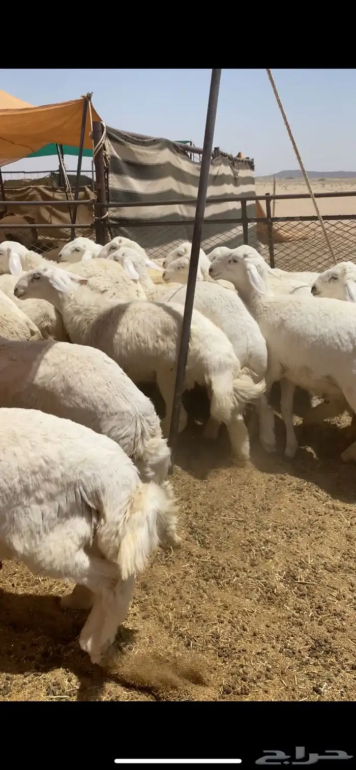 للبيع بهم حري شحم العدد60 الرخال4 العمر6شهور الموقع عفيف 0