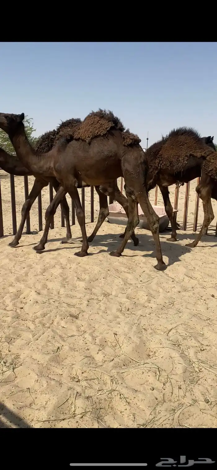 قعدان بريه فواخر 1