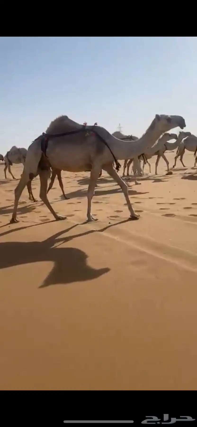 ابل كفو تحتها بكار كفو ومعها قعودين على الحاكم ابن قريع 2