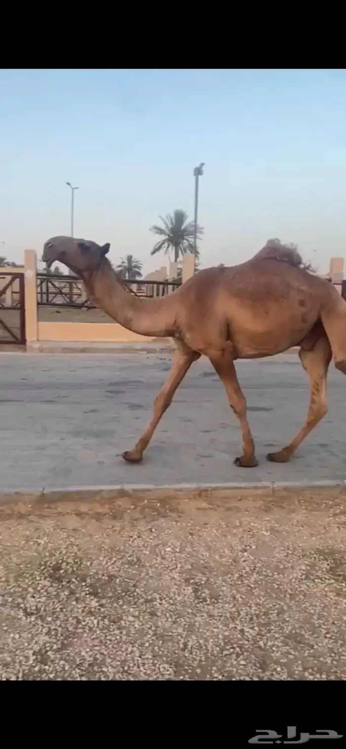 للبيع القعود الكفو السن حق الموقع بريده 0