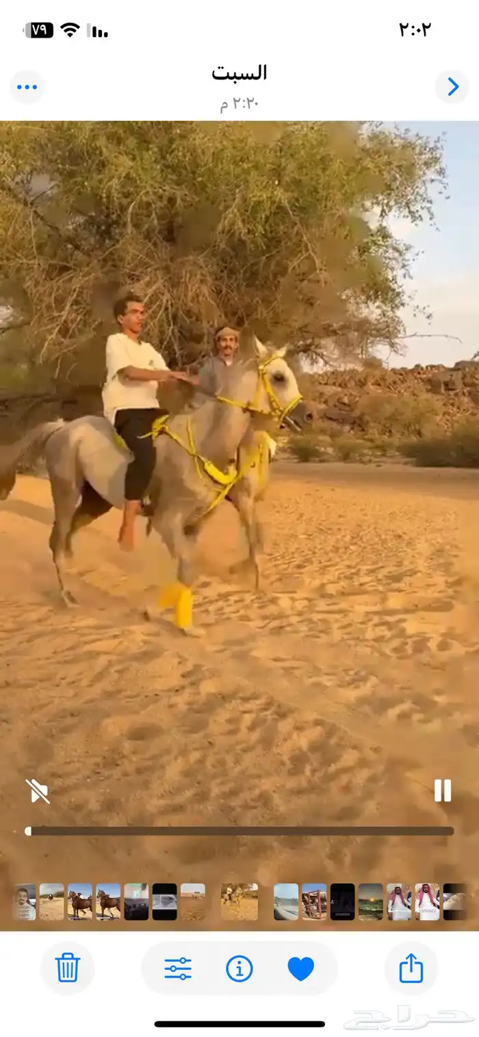 حصان شعبي السم صدم الطول 7بلكت 3