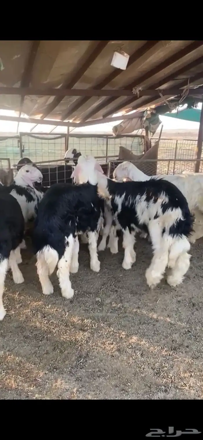 بهم نجد ربط عضام طيبه ومعرف 0
