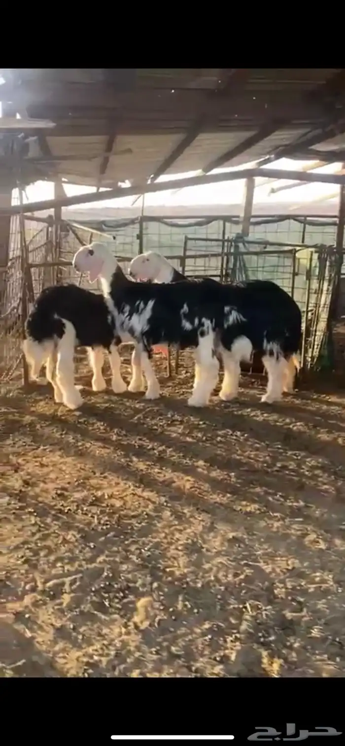 بهم نجد ربط عضام طيبه ومعرف 1