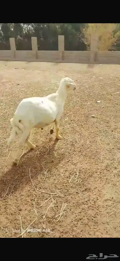 خروف حري 3