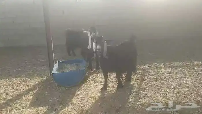 ماعز عوارض 0