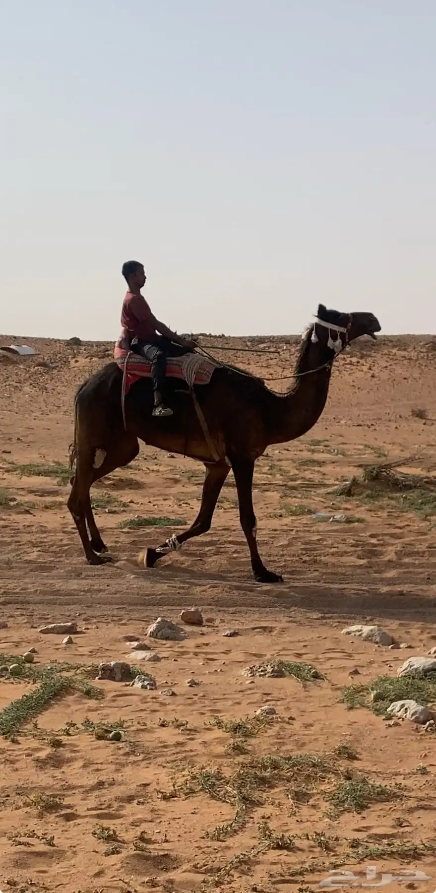 رحول مجهم للبيع 0