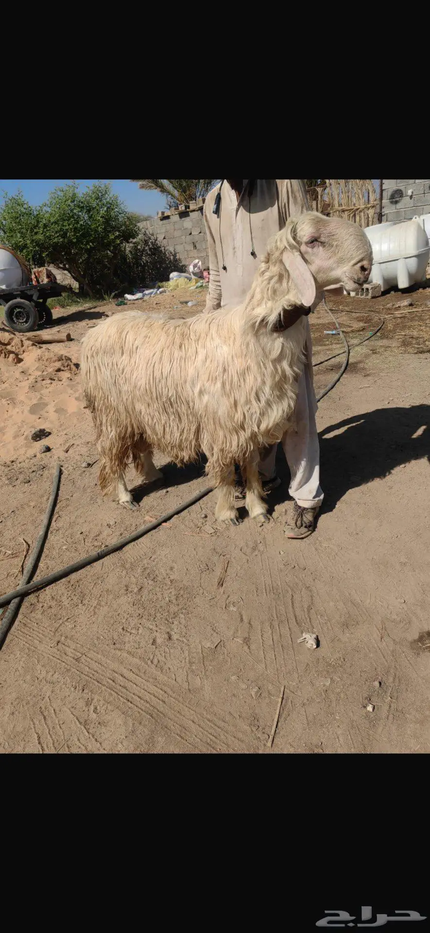 مشروع فحل عيسي صنف 0