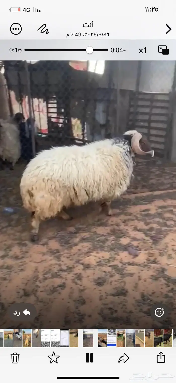 للبيع خروف فحل صنف تم البيع 3