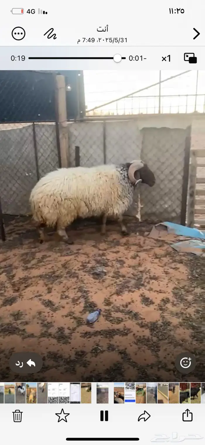 للبيع خروف فحل صنف تم البيع 2