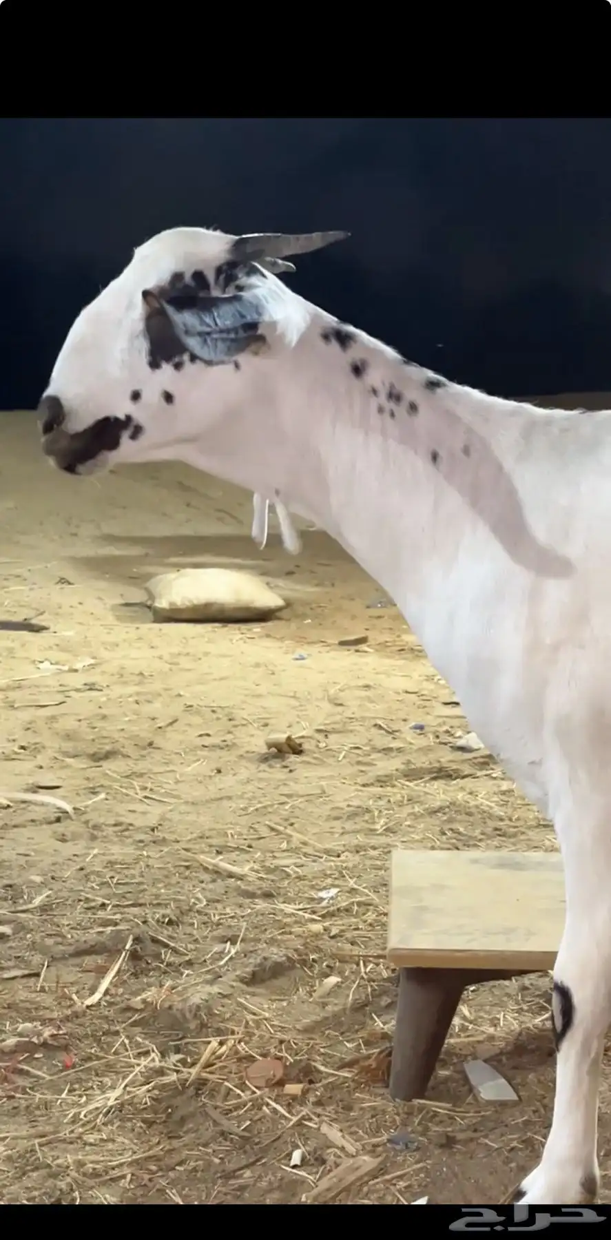 جفره كحلاء بنت الاطخم ولد تعزيز ولد صعب المنال 0