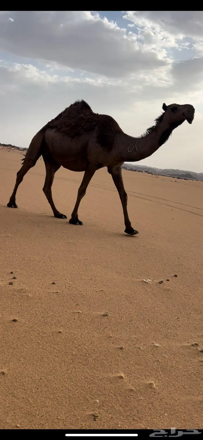 لقحه ثنو كفووو 2