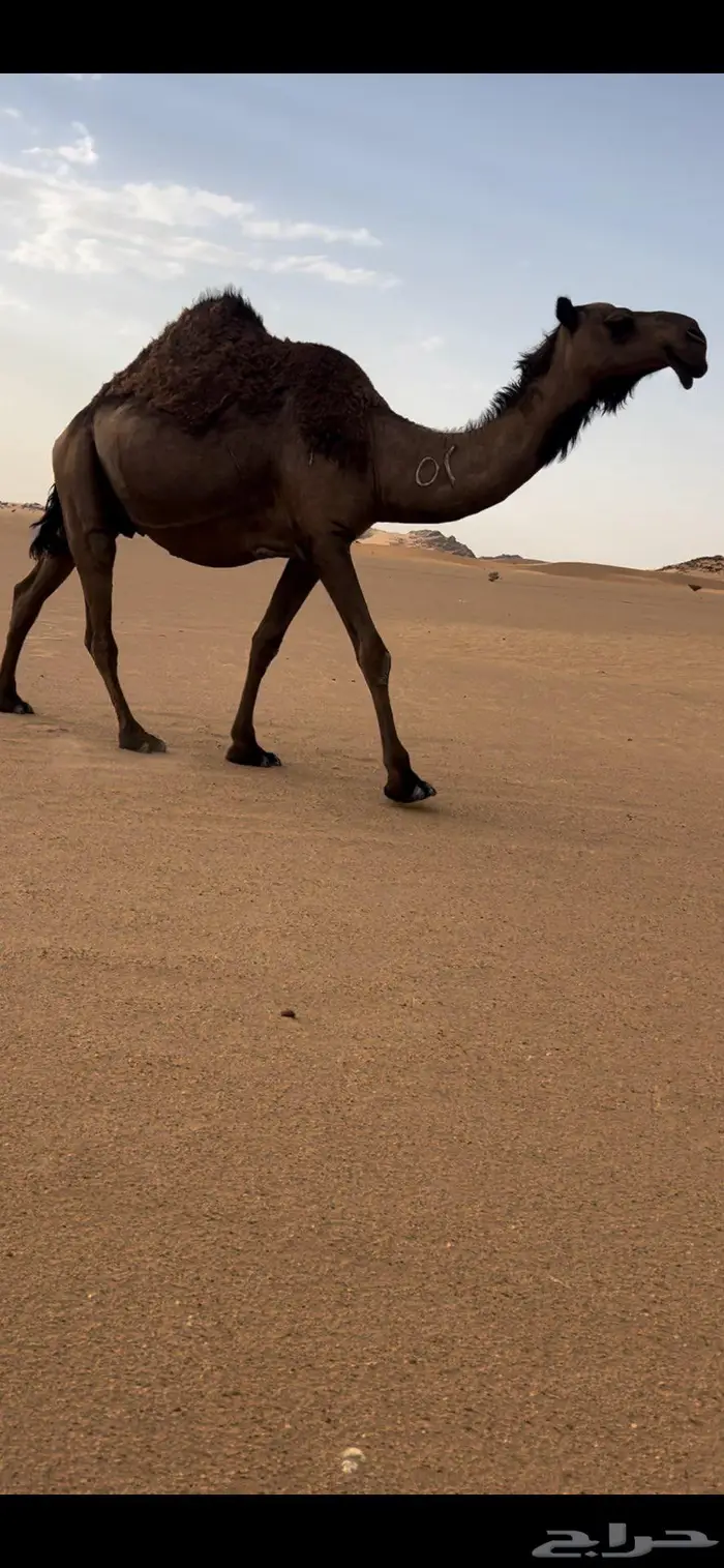 لقحه ثنو كفووو 0