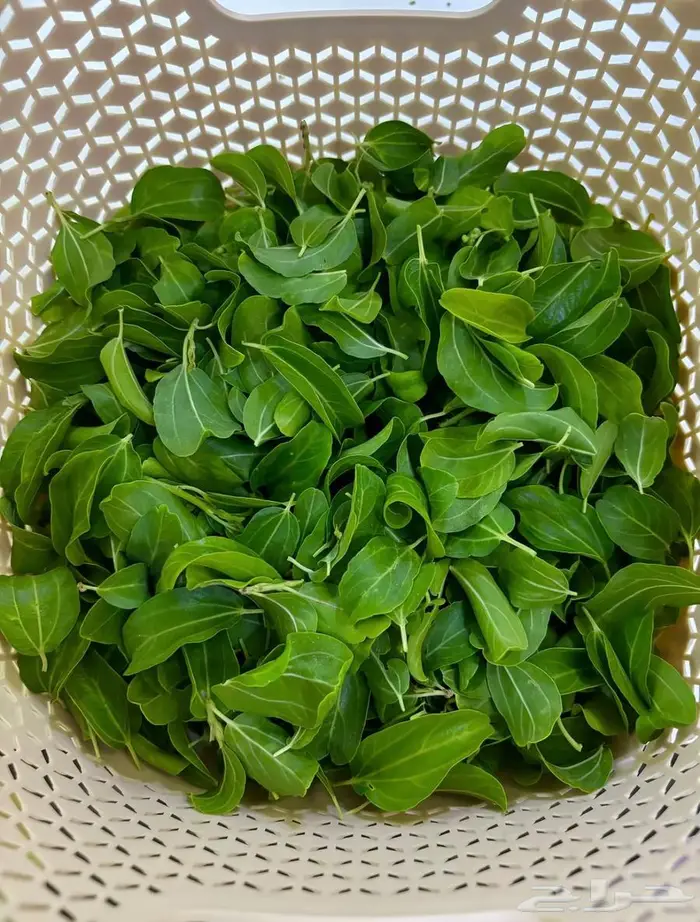 سدر ورق طازج 0