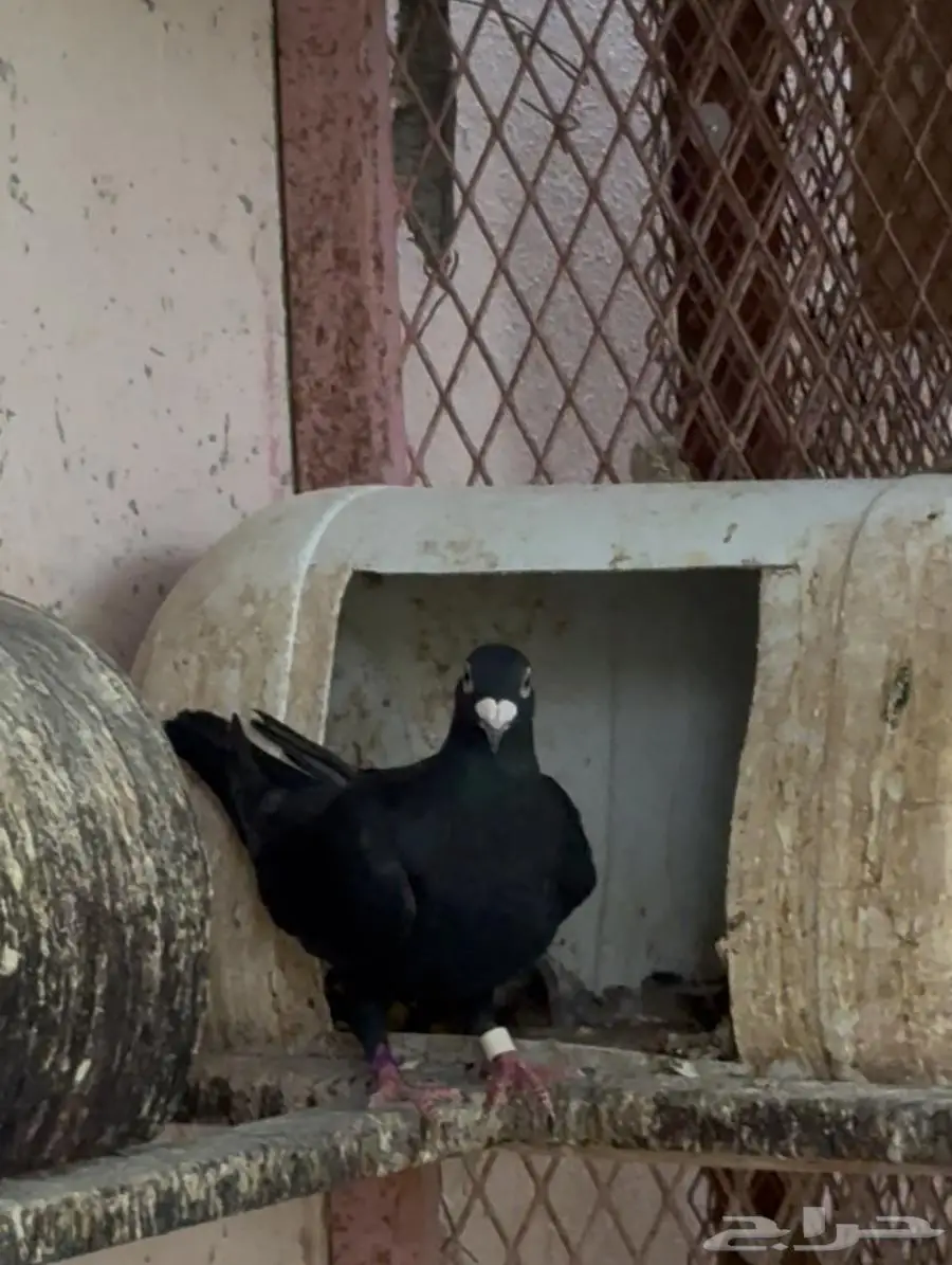 حظيرة حمام زاجل اسود للبيع 5