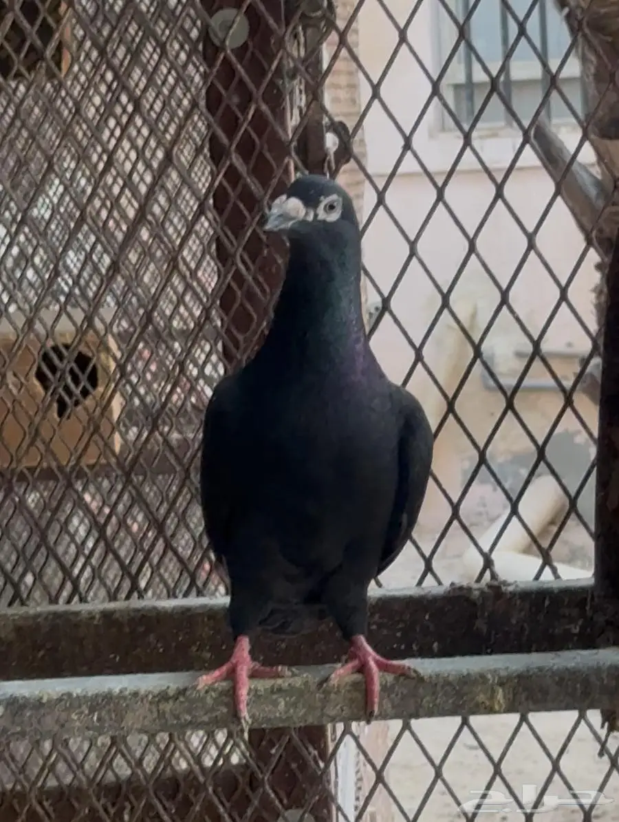 حظيرة حمام زاجل اسود للبيع 0
