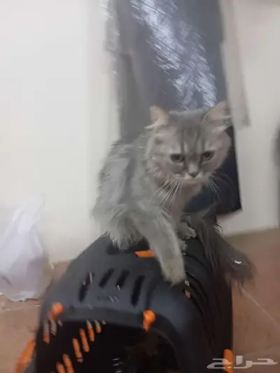 Regamuffin cat 3