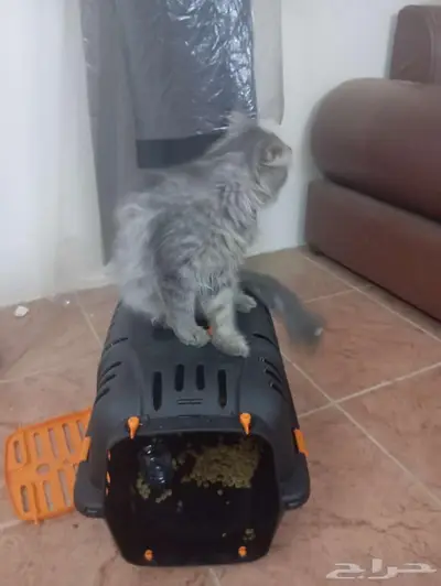 Regamuffin cat 2