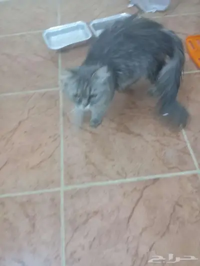 Regamuffin cat 4