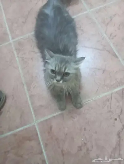 Regamuffin cat 0