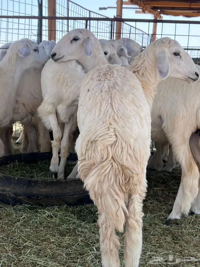 مراح جذعات عوارض وجذعات حريات 8