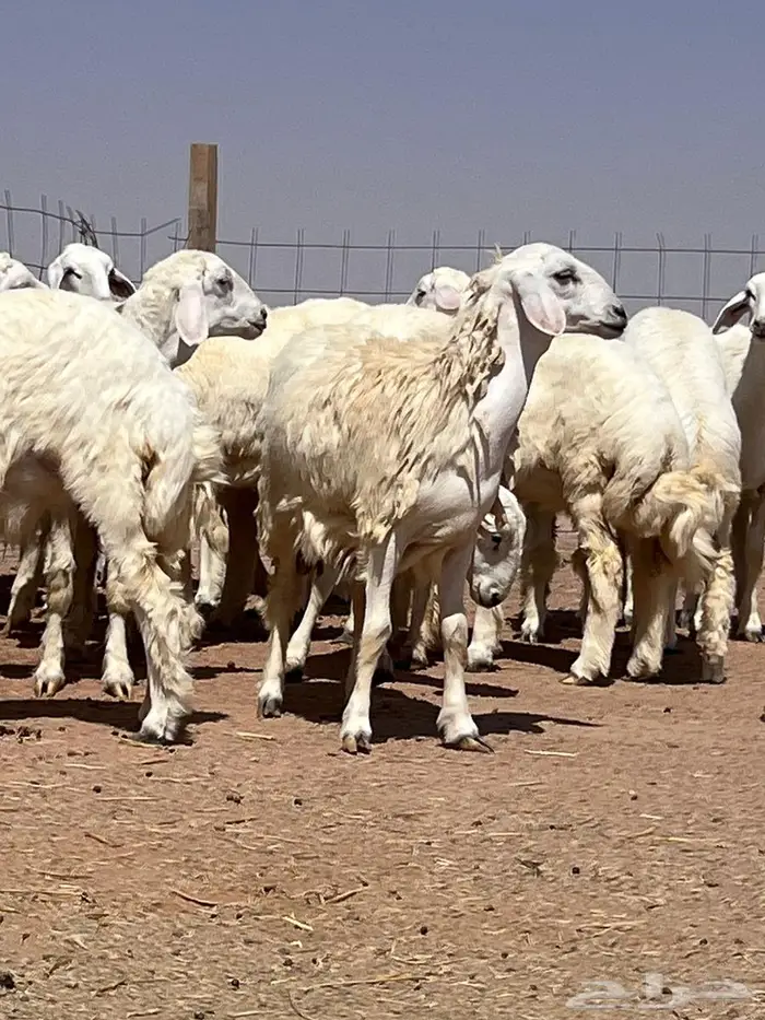 مراح جذعات عوارض وجذعات حريات 9