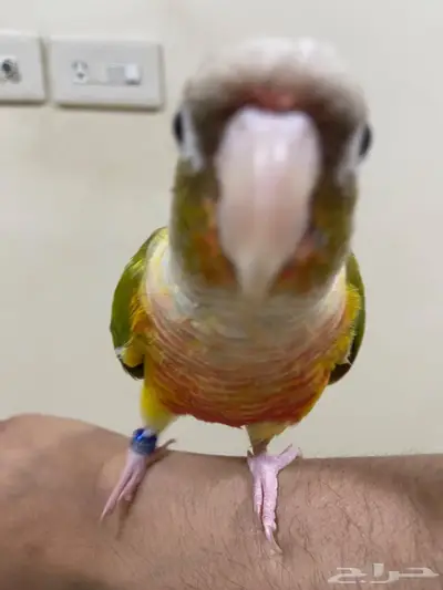 ببغاء كنيور انناس 4