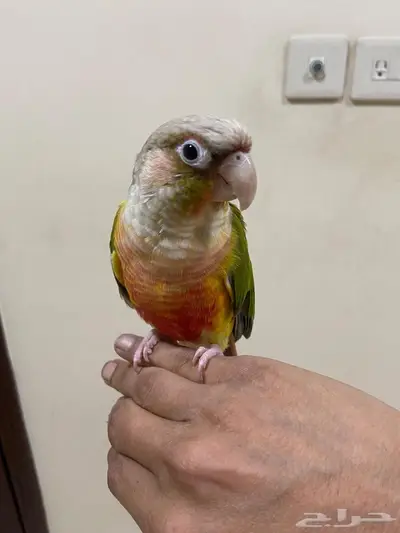 ببغاء كنيور انناس 7