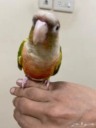 ببغاء كنيور انناس 1