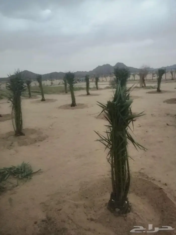 نعمل في مجال زارعه النخيل وتركيب شبوك ا 3