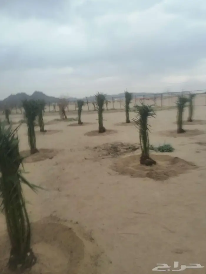 نعمل في مجال زارعه النخيل وتركيب شبوك ا 1