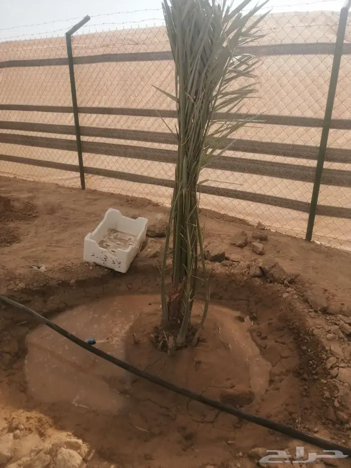نعمل في مجال زارعه النخيل وتركيب شبوك ا 2