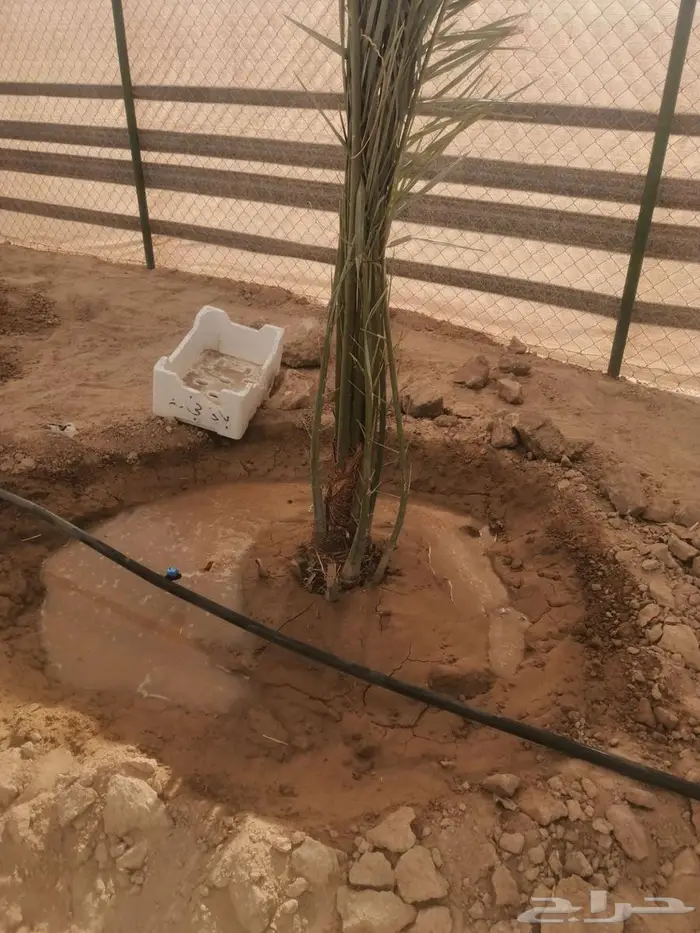 نعمل في مجال زارعه النخيل وتركيب شبوك ا 0