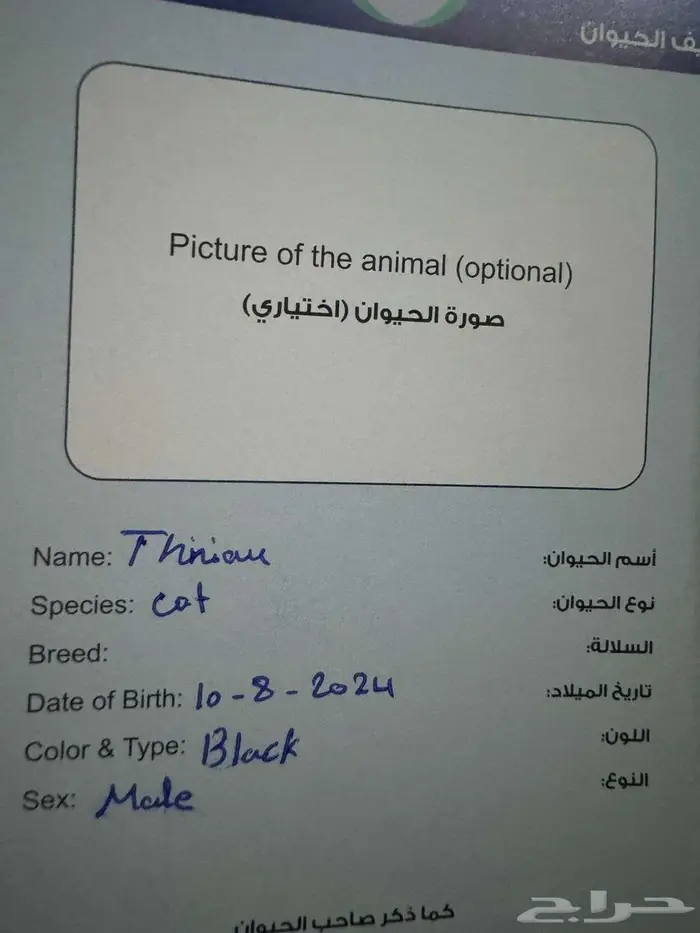 للتبني عاجل 5 قطط شيرازيه اللون اسود مع صغارهم 11