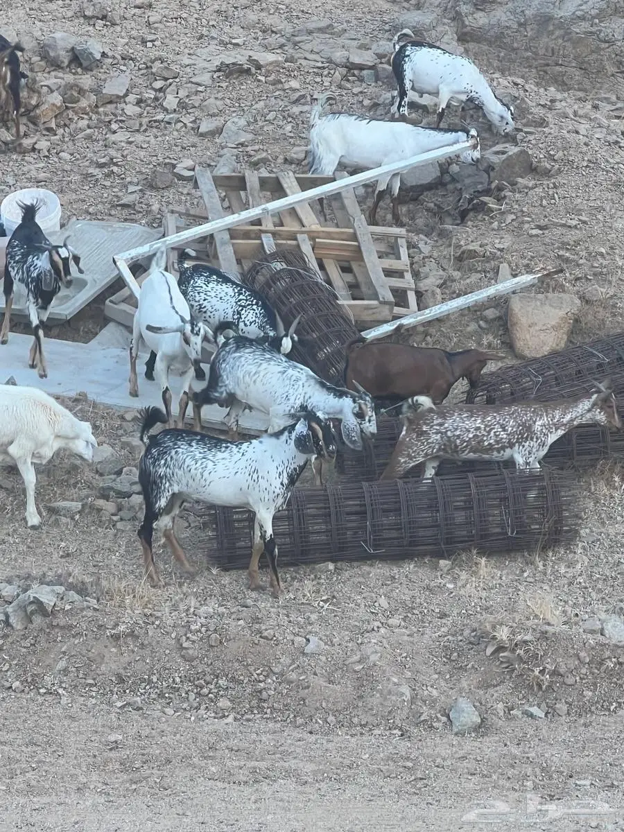 تيوس بيشيات تصلح مشاريع فحول أو ذبح 7