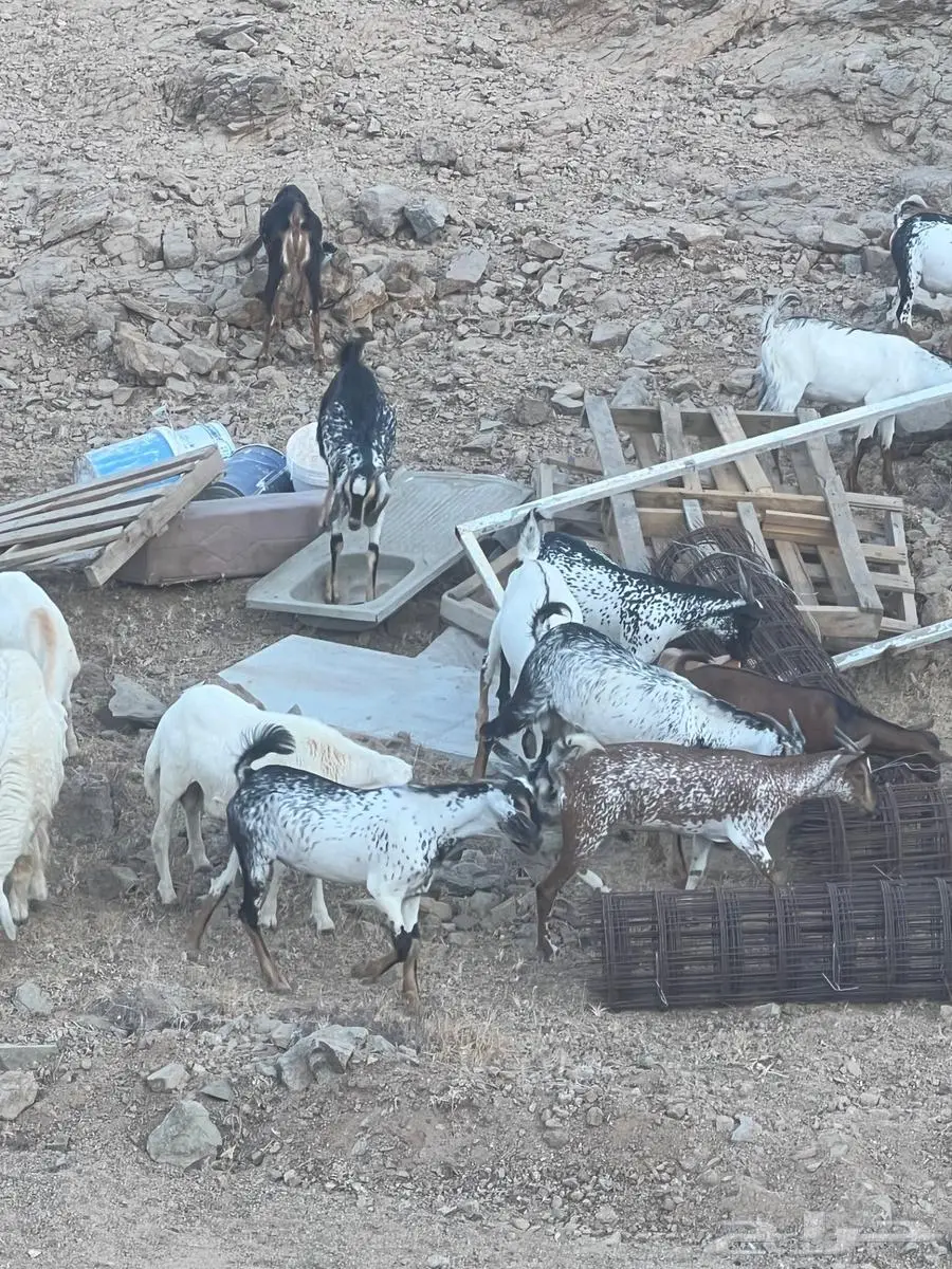 تيوس بيشيات تصلح مشاريع فحول أو ذبح 10