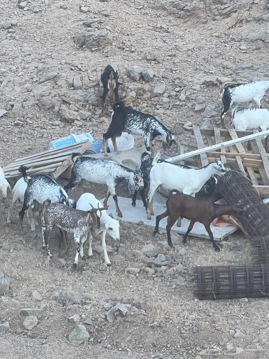 تيوس بيشيات تصلح مشاريع فحول أو ذبح 0