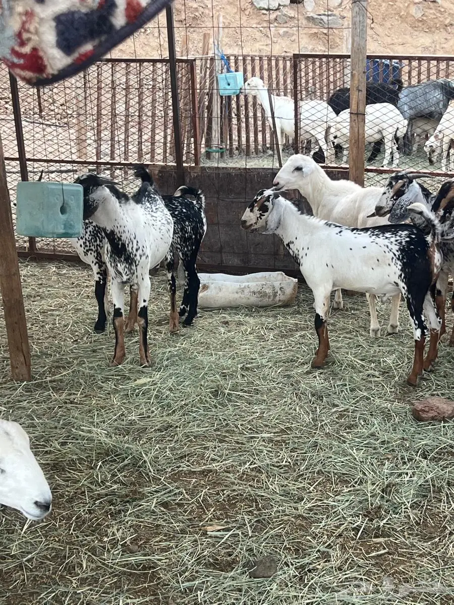 تيوس بيشيات تصلح مشاريع فحول أو ذبح 8