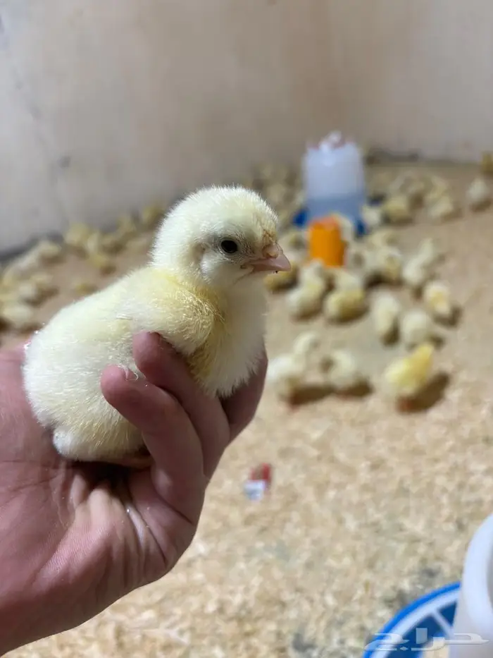 صوص دجاج روز لاحم 3