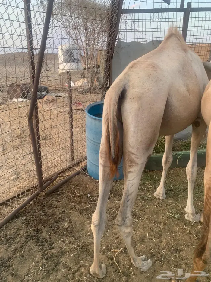 قعود جزر 0