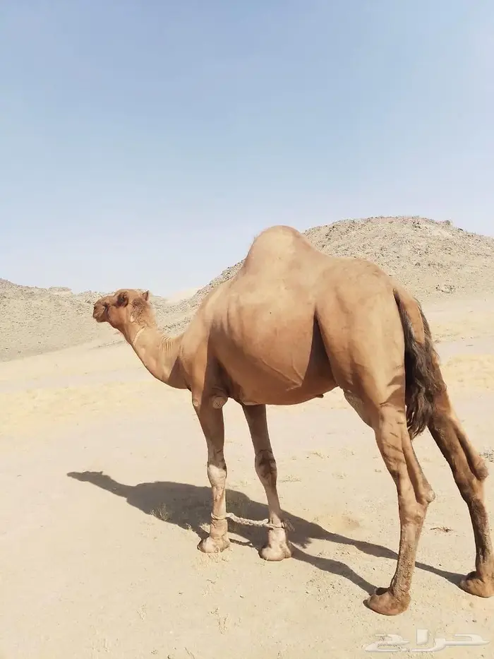 بعير للبيع 2