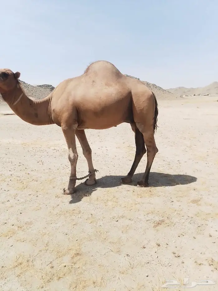 بعير للبيع 0