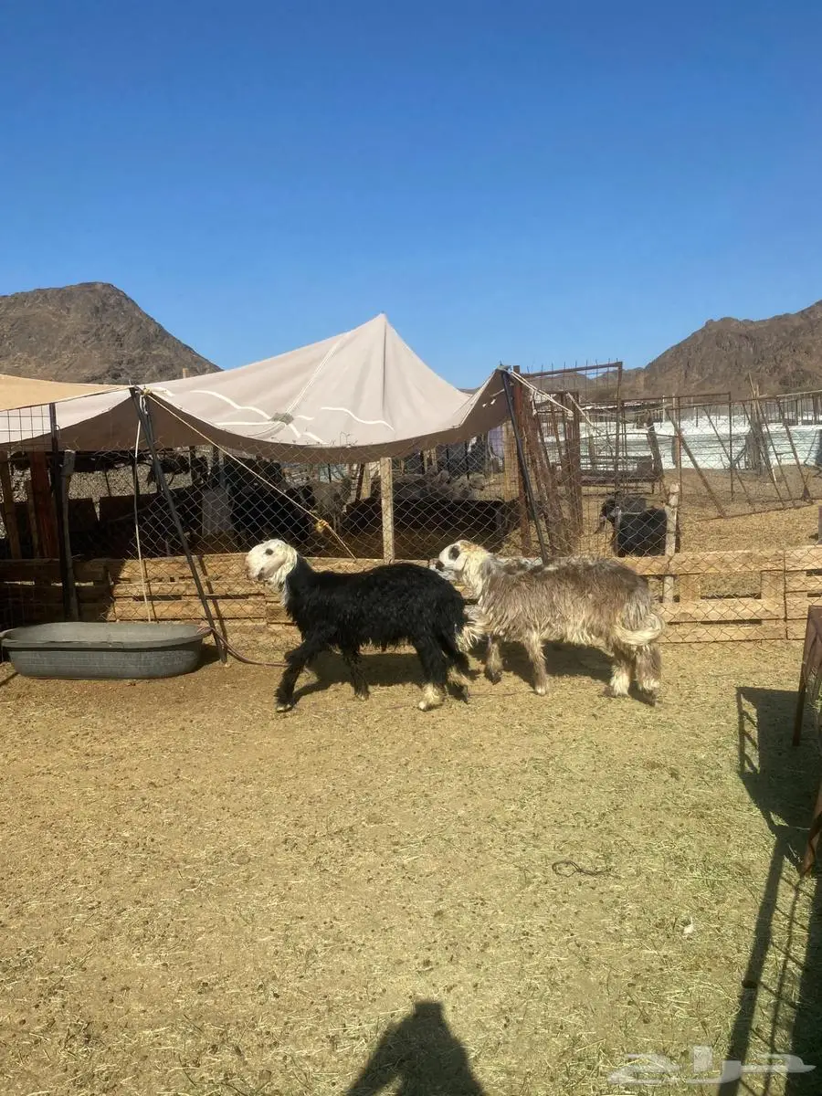 طليين نجدي جذعان جبره وشعره نظيفه فل شحم ونظيفه على الشرط 1