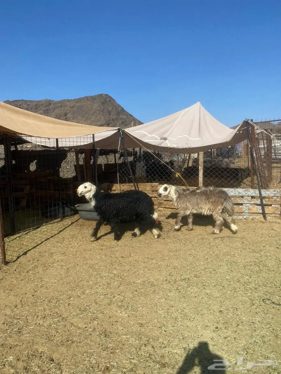 طليين نجدي جذعان جبره وشعره نظيفه فل شحم ونظيفه على الشرط 0