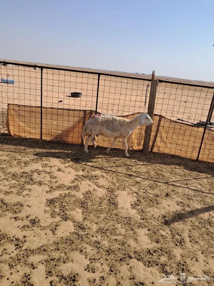 حريه احتمال تكون مضرع 1