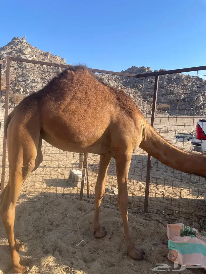 بكره سمين 0