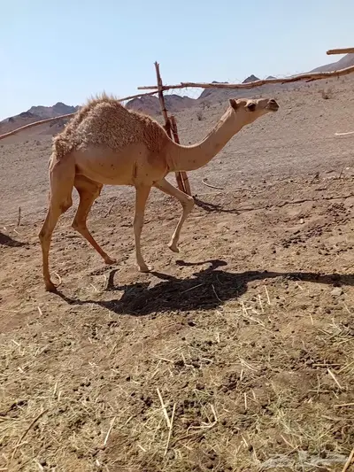 بكره للبيع بنت الليزر 0