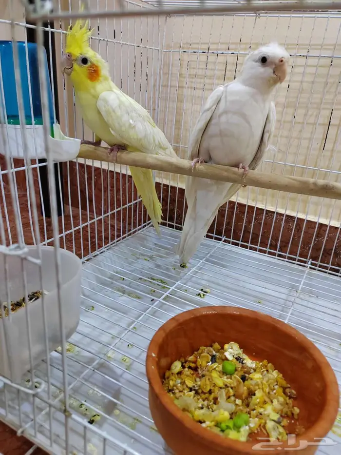 زوج كروان 3