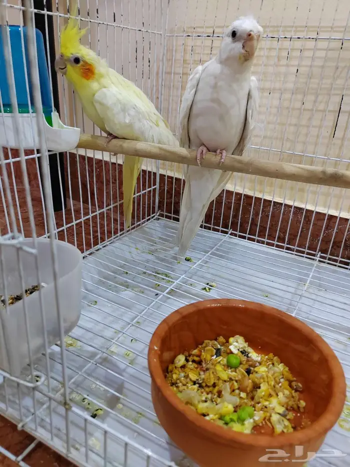 زوج كروان 5